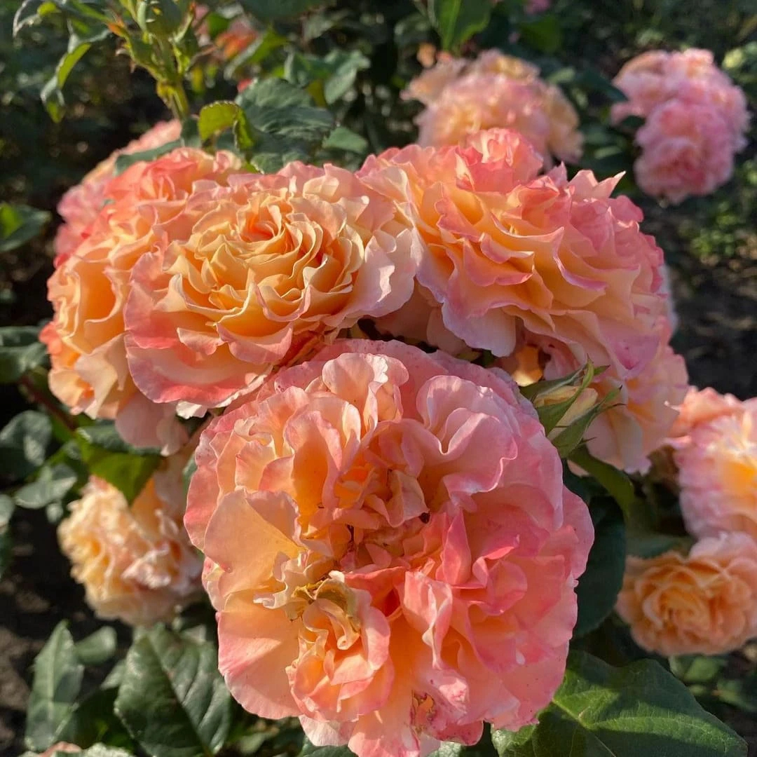 Августа Луиза